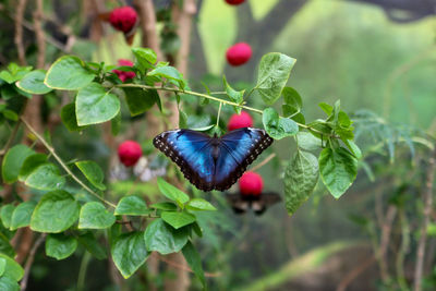 Close-up of butterfly pollinating on flower