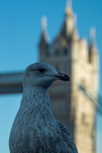 Seagull on south bank of the thames in foreground with the tower bridge in the background