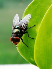 Close-up of insect on plant