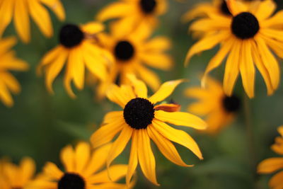 Close-up of sunflower blooming outdoors