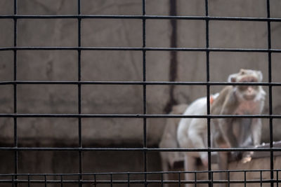 Focus to black grates with blurred three monkeys waiting released back into the wildlife sanctuary