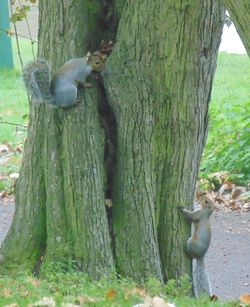 Moss growing on tree trunk
