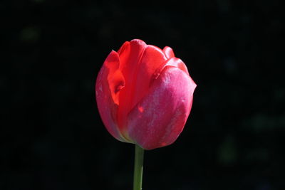 Close-up of tulip blooming against black background