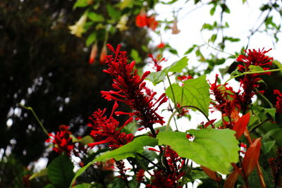 Close-up of red flowering plants on tree