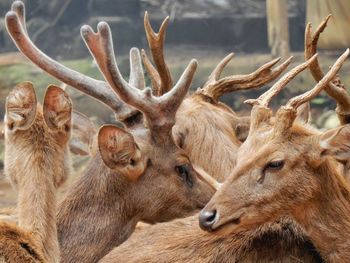 Close-up of deer