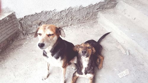 High angle view of dogs outdoors