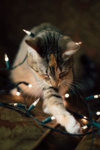 Close-up of cat playing with christmas lights