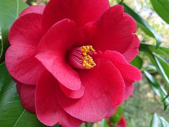 Close-up of red hibiscus blooming outdoors