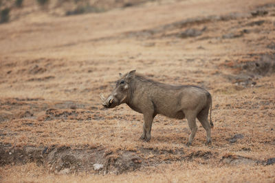 Side view of an animal on field