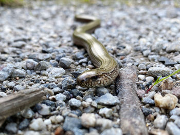 High angle view of lizard on pebbles