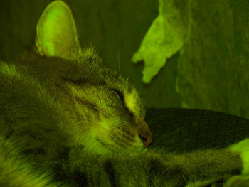 Close-up of green lizard