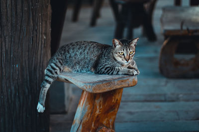 Portrait of a cat looking away