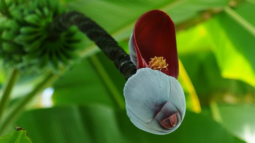 Close-up of flowers