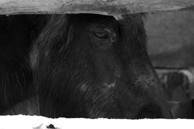 Close-up of horse