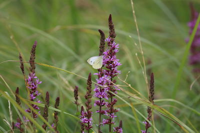 Close-up of butterfly on purple flowering plant