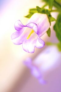 Close-up of purple flower