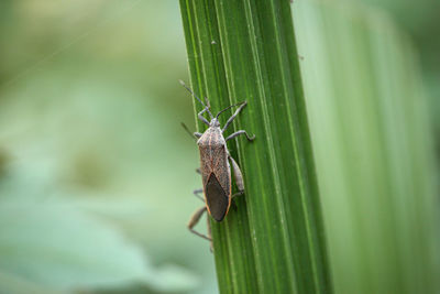 Close-up of insect on leaf