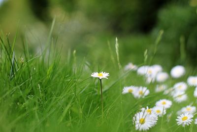 Close-up of white daisy flowers on field