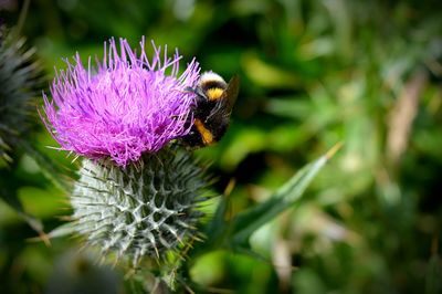 Close-up of bumblebee on purple thistle flower