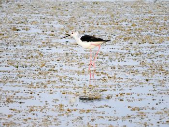 Bird perching on beach