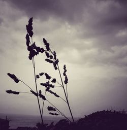 Plant against sky