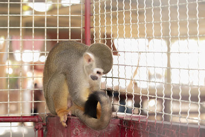 Close-up of monkey in cage