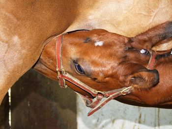 Close-up portrait of a horse