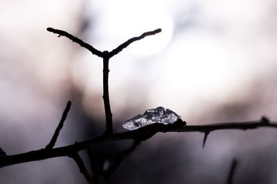 Close-up of snow on branch