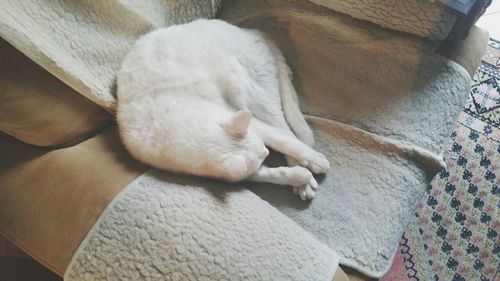 High angle view of cat relaxing at home