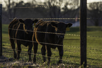 Two angus heifers walking along fence, backlit  with the rear heifer in full focus.