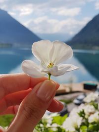 Close-up of hand holding flowering plant