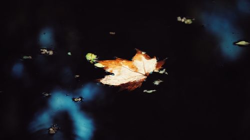 Close-up of maple leaf against black background