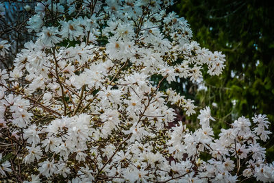 Close-up of white cherry blossoms in spring