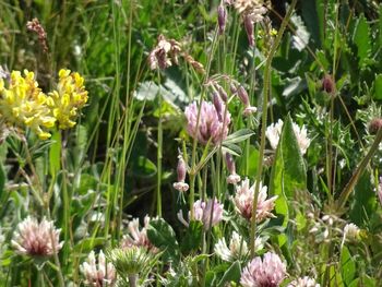 Close-up of pink flowers blooming in field