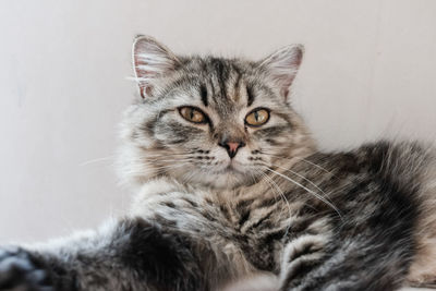 Close-up portrait of a cat against white background