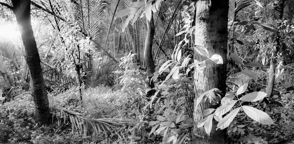 Close-up of trees in forest