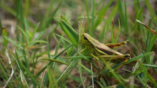 High angle view of grasshopper on grass