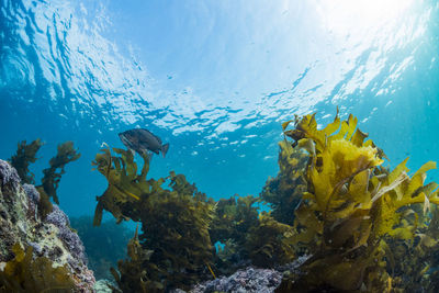 Fish swimming in sea