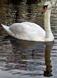 Swan swimming in lake