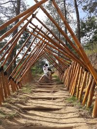 Full length of man standing on footpath in forest