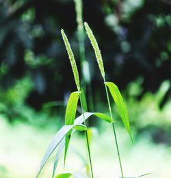 Close-up of fresh green plant