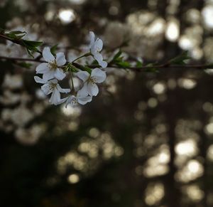 Close-up of white flowers