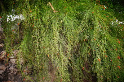 High angle view of trees growing on field