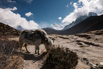 Yak eating plants in a mountain landscape, himalaya, nepal
