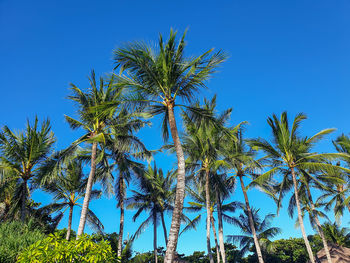 Low angle view of coconut palm tree against clear blue sky