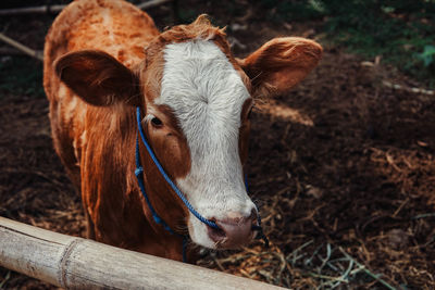 Close-up of a horse