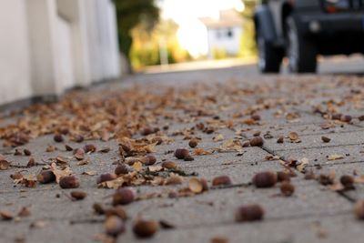 Surface level of dry leaves on street