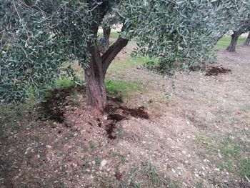 View of dead tree on field