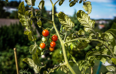 Close-up of cherries growing on tree