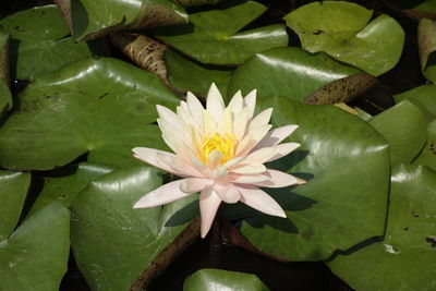 Close-up of lotus water lily in pond